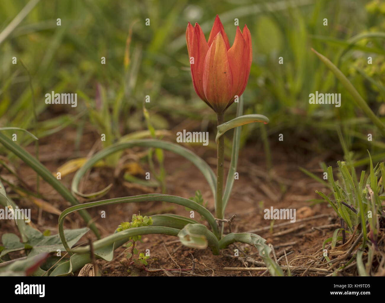 Orange Wild Tulip, Tulipa orphanidea, in cornfield, Peloponnese, Greece. Stock Photo