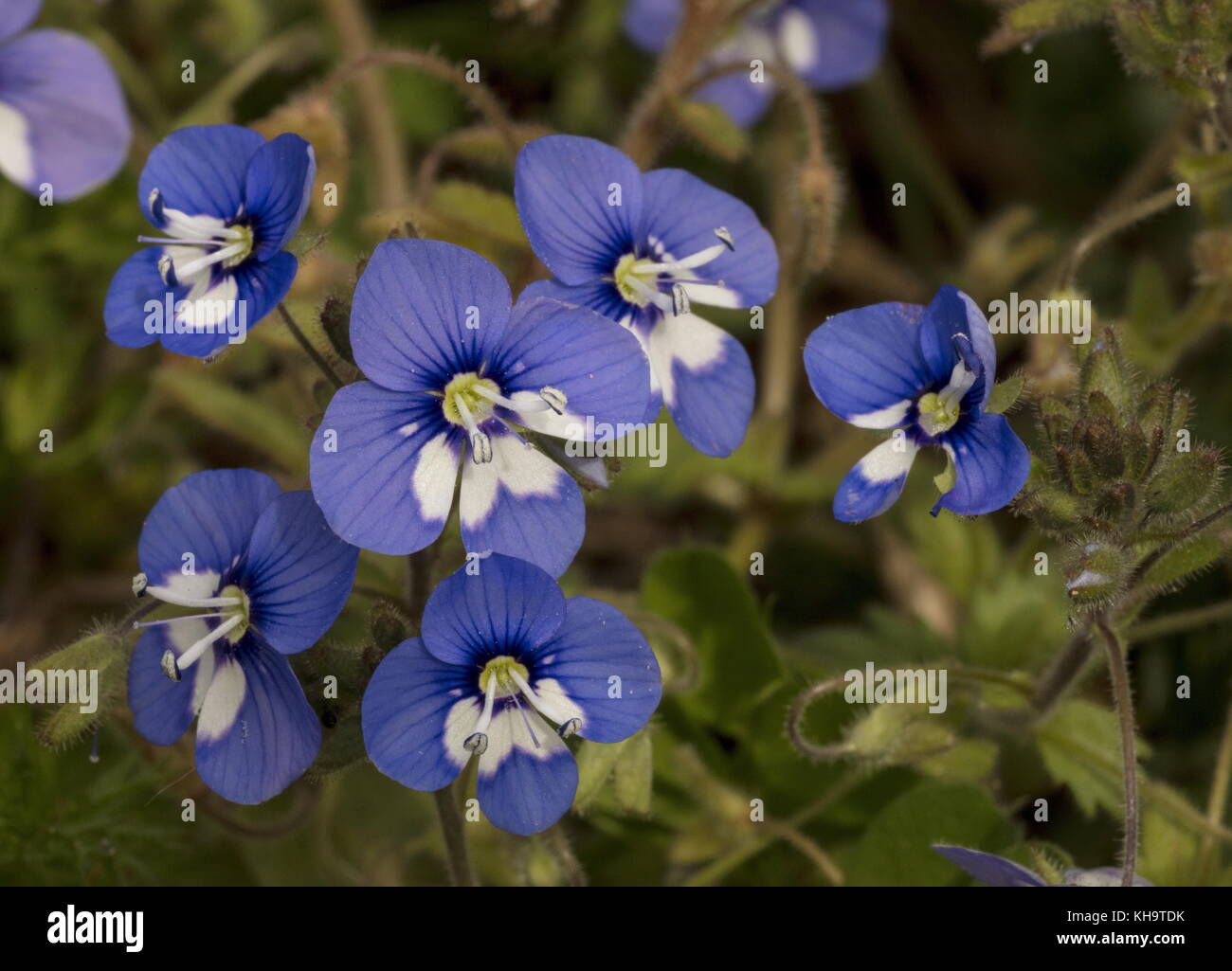 Glaucous Speedwell, Veronica glauca, in flower in cornfield, Peloponnese, Greece. Stock Photo