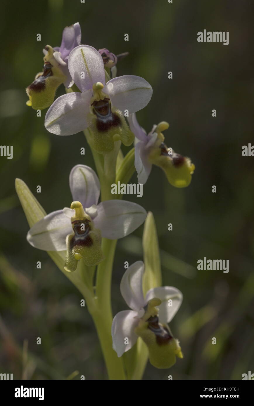 Sawfly Orchid, Ophrys tenthredinifera,  in flower; Peloponnese, Greece. Stock Photo