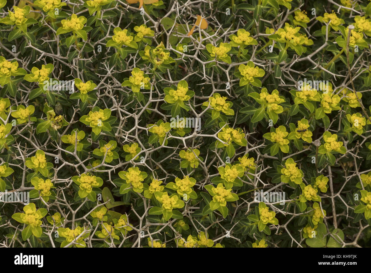 Greek spiny spurge, Euphorbia acanthothamnos, Peloponnese, Greece. Stock Photo