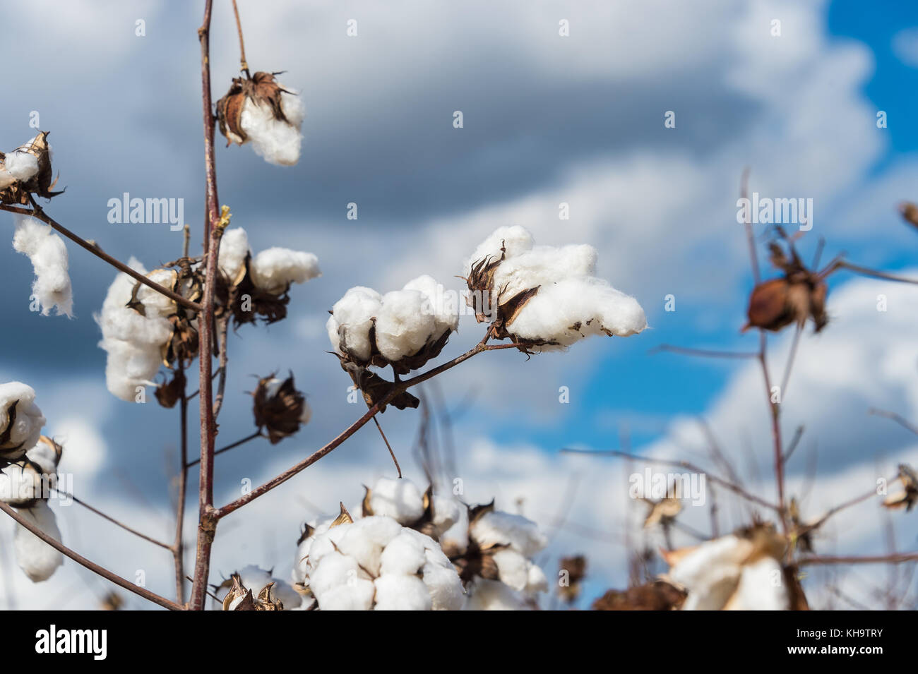 Cotton lint hires stock photography and images Alamy