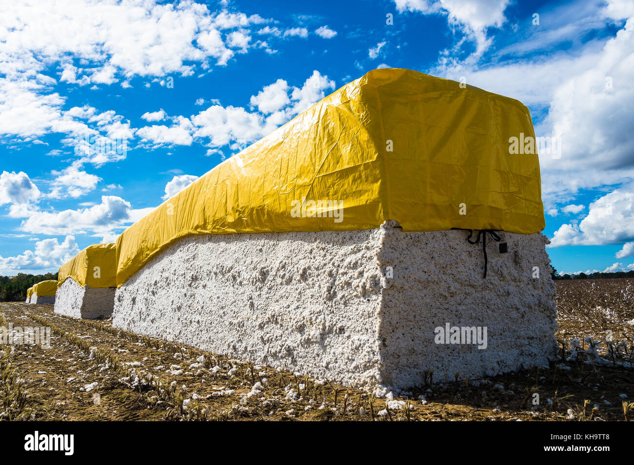 Freshly harvested seed cotton stored in 'bricks' each weighing  around 21,000 pounds, awaiting collection for 'ginning' Stock Photo