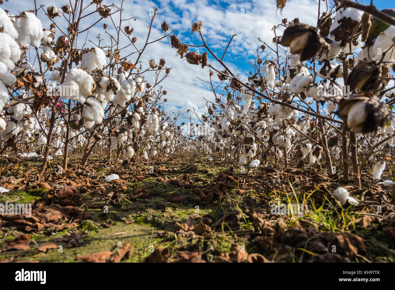 Cotton field at harvest time Stock Photo