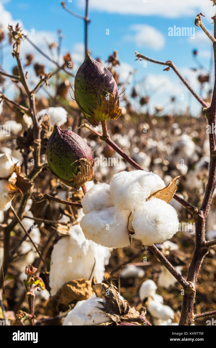 Cotton field close up of lint on open bolls at harvest time Stock Photo
