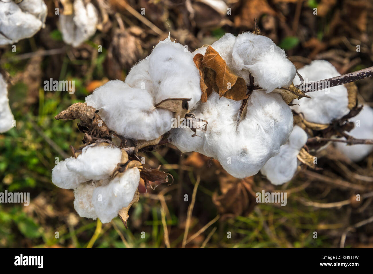 Cotton lint hires stock photography and images Alamy