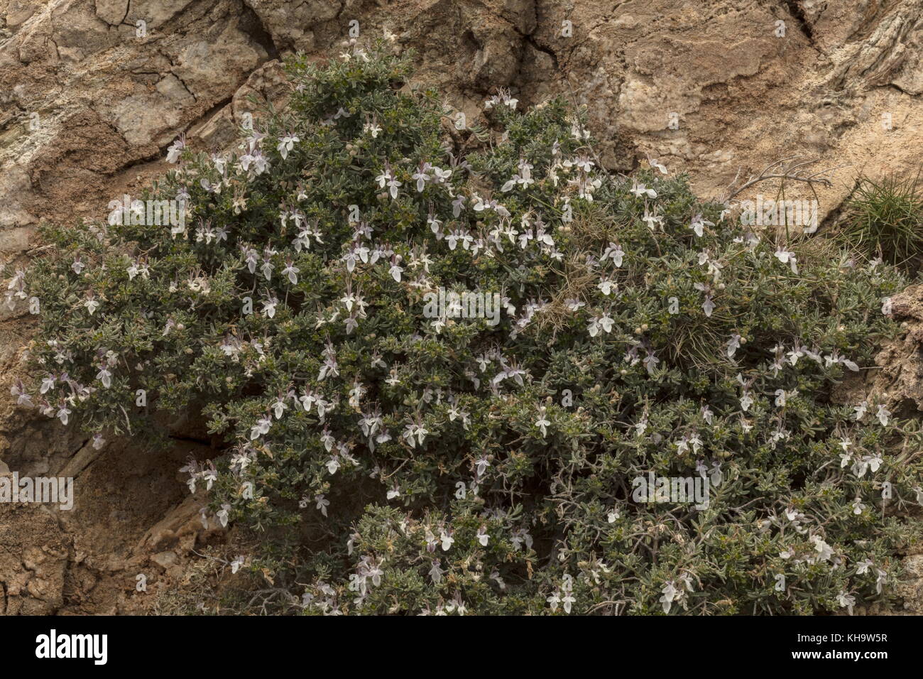 A shrubby germander, Teucrium brevifolium, in phrygana, Peloponnese, Greece. Stock Photo