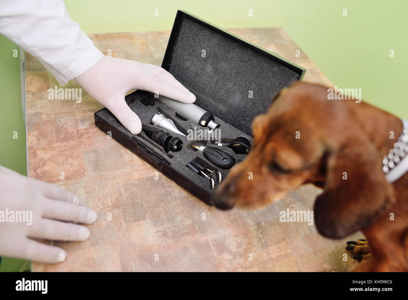 medical examination of dog dachshunds in a veterinary clinic Stock