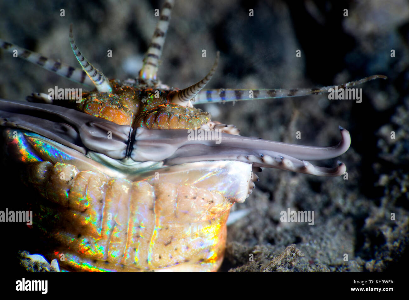 Bobbit Worm close up. Terrifying sea creature. Stock Photo