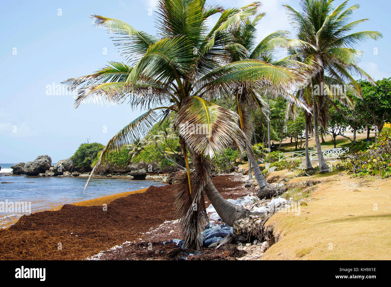 Bathsheba Beach; Bathsheba; ST. Joseph; Barbados Stock Photo Alamy