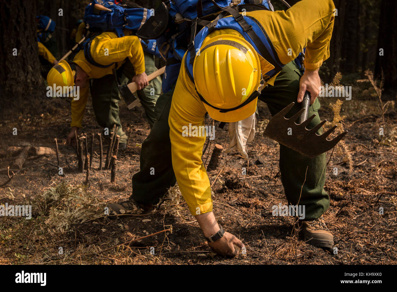 U.S. Army Soldiers, assigned to 23rd Brigade Engineer Battalion, 1-2 Stryker Brigade Combat Team, complete initial tactical training with civilian firefighters working with the U.S. Forest Service in the Umpqua National Forest, Umpqua North Complex, Oregon, Sept. 8. The Soldiers were taught to check for hot spots under the scorched forest floor, by feeling for heat with the backs of their hands. This techniques is known at cold trailing. (U.S. Army photos by Pvt. Adeline Witherspoon, 20th Public Affairs Detachment) Stock Photo