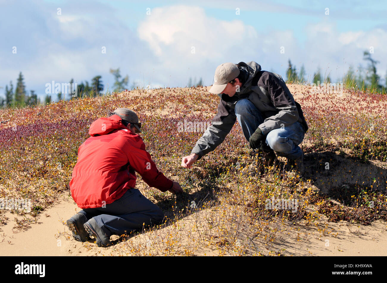 Two male hikers picking wild cranberries Mistastin Lake, Larbrador, Canada. Stock Photo