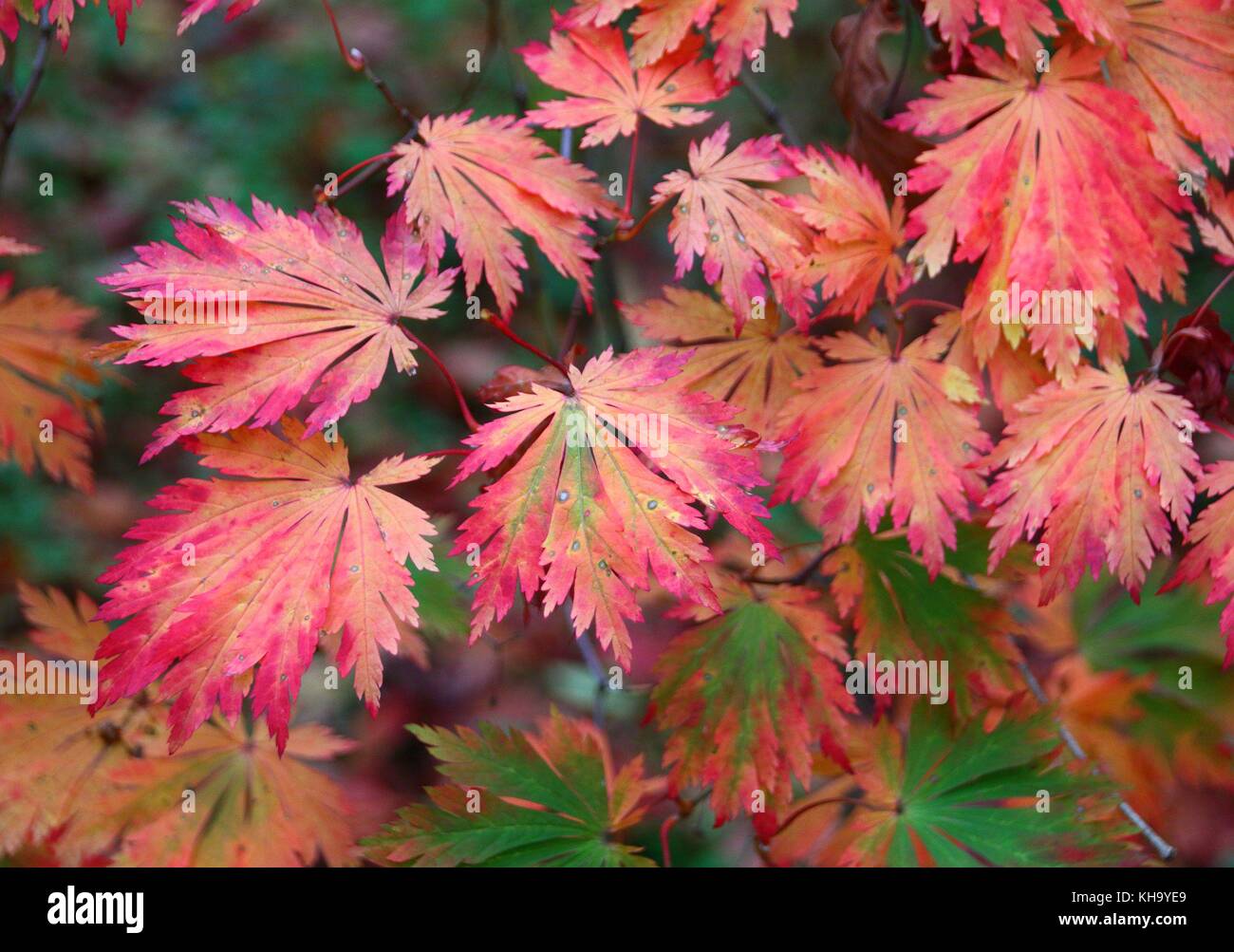 Japanese maples and colourful acers highlight the magnificent array of