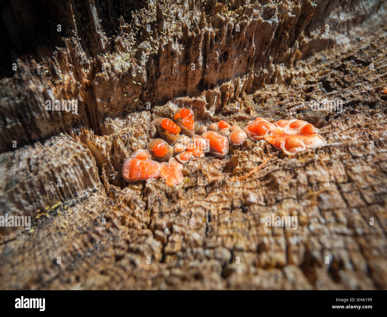 Close up of the blister-like excesses of the red slime mushroom (Tubifera ferruginosa) on precipitated stump I South Tyrol. Stock Photo