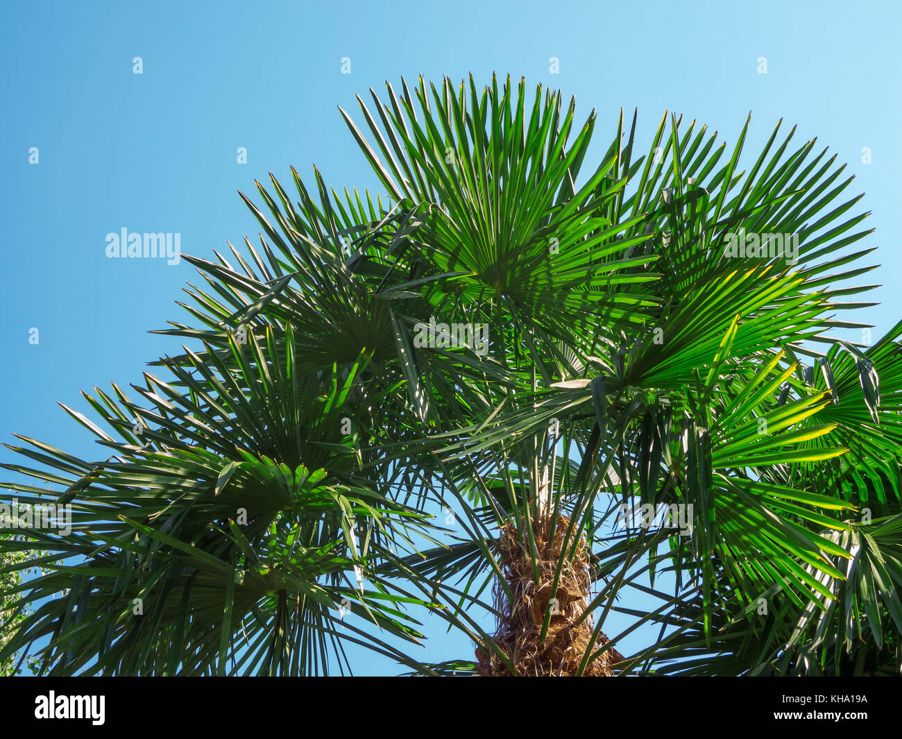 Treetop of a fan palm (Trachycarpus fortunei) in front of blue sky at Lake Kaltern in South Tyrol. Stock Photo