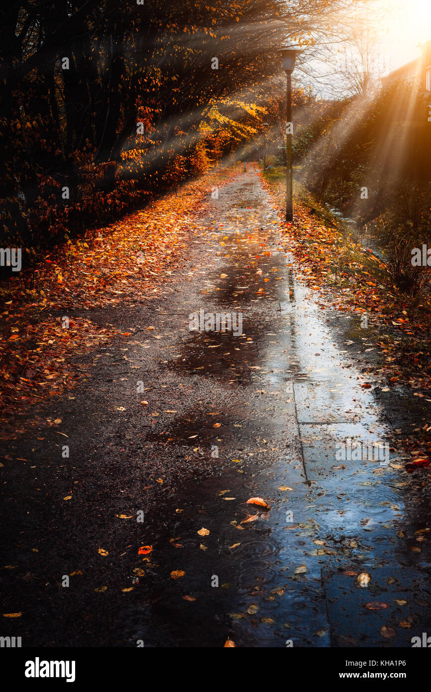 Autumn sun rays sunbeam appear over sidewalk in a rainy day. Fallen golden leaves laying on the ground. Backlit light Stock Photo