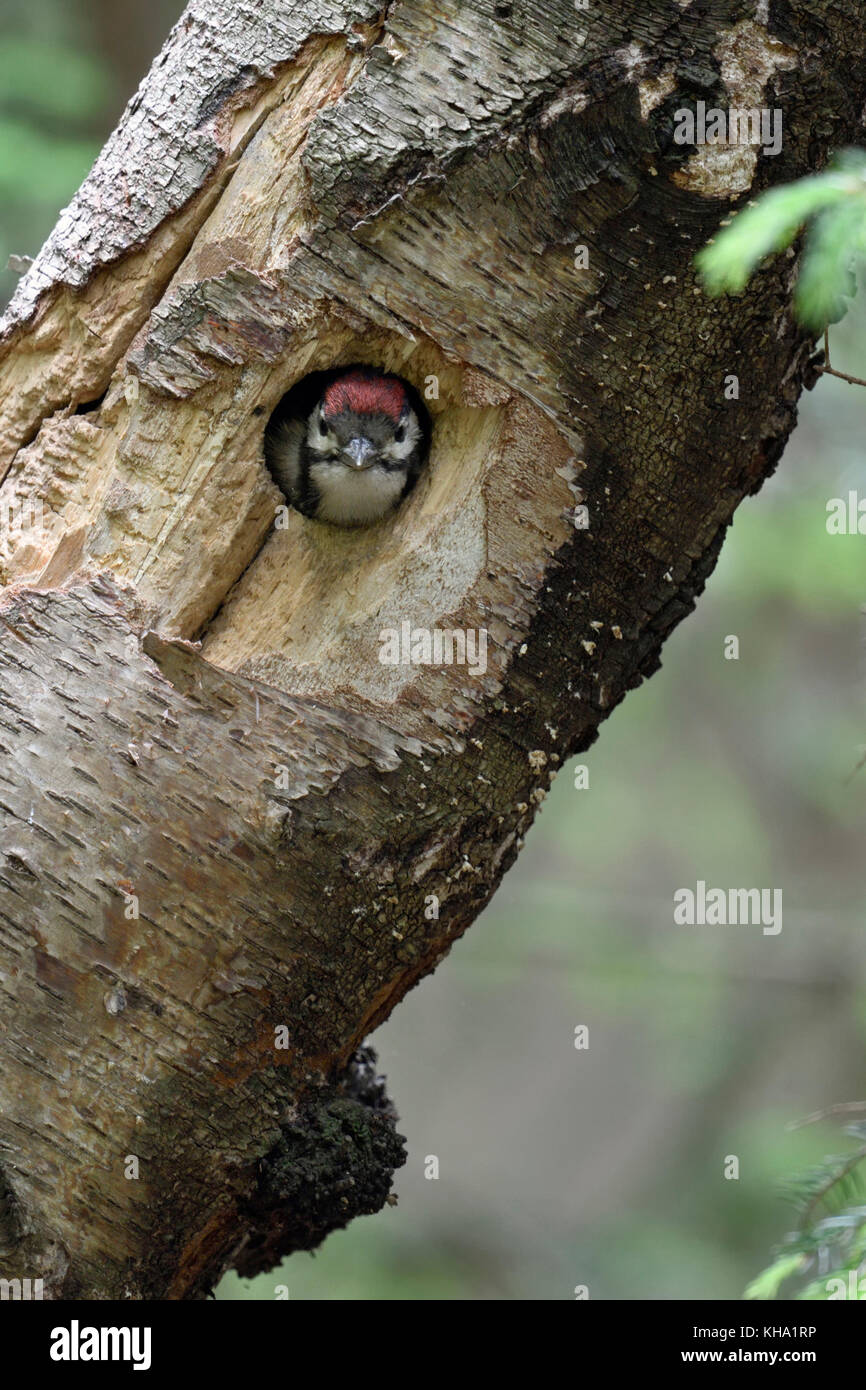 Greater / Great Spotted Woodpecker / Buntspecht ( Dendrocopos major ), juvenile, chick, looking out of nest hole, Europe. Stock Photo