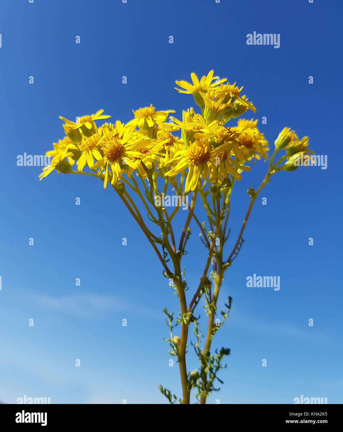 Jakobs-Kreuzkraut; Jakobskreuzkraut; Kreuzkraut; Senecio; jacobeae Stock Photo