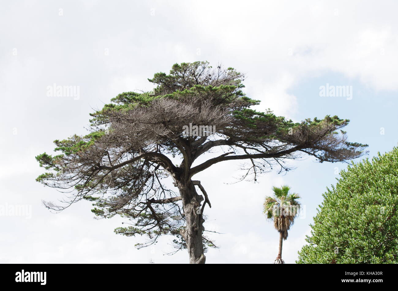 Tree and branches silhouetted against blue sky Stock Photo - Alamy