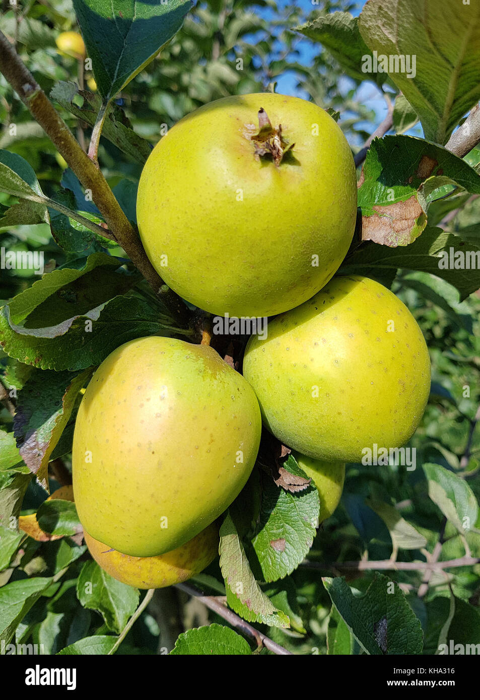 Ananasrenette, Herzapfel, Apfel, Malus, domestica, Alte Apfelsorte Stock Photo