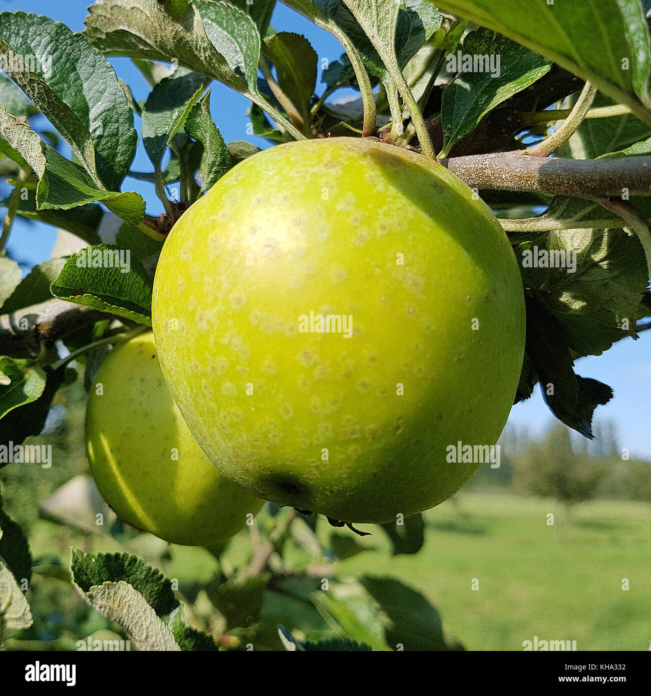 Ananasrenette, Herzapfel, Apfel, Malus, domestica, Alte Apfelsorte Stock Photo