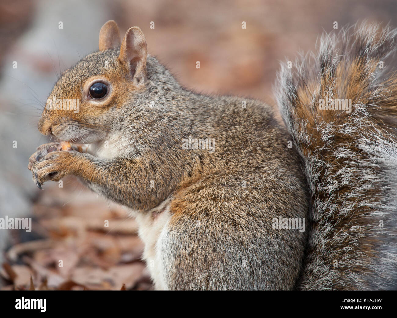 Squirrel in Central Park, New York City Stock Photo