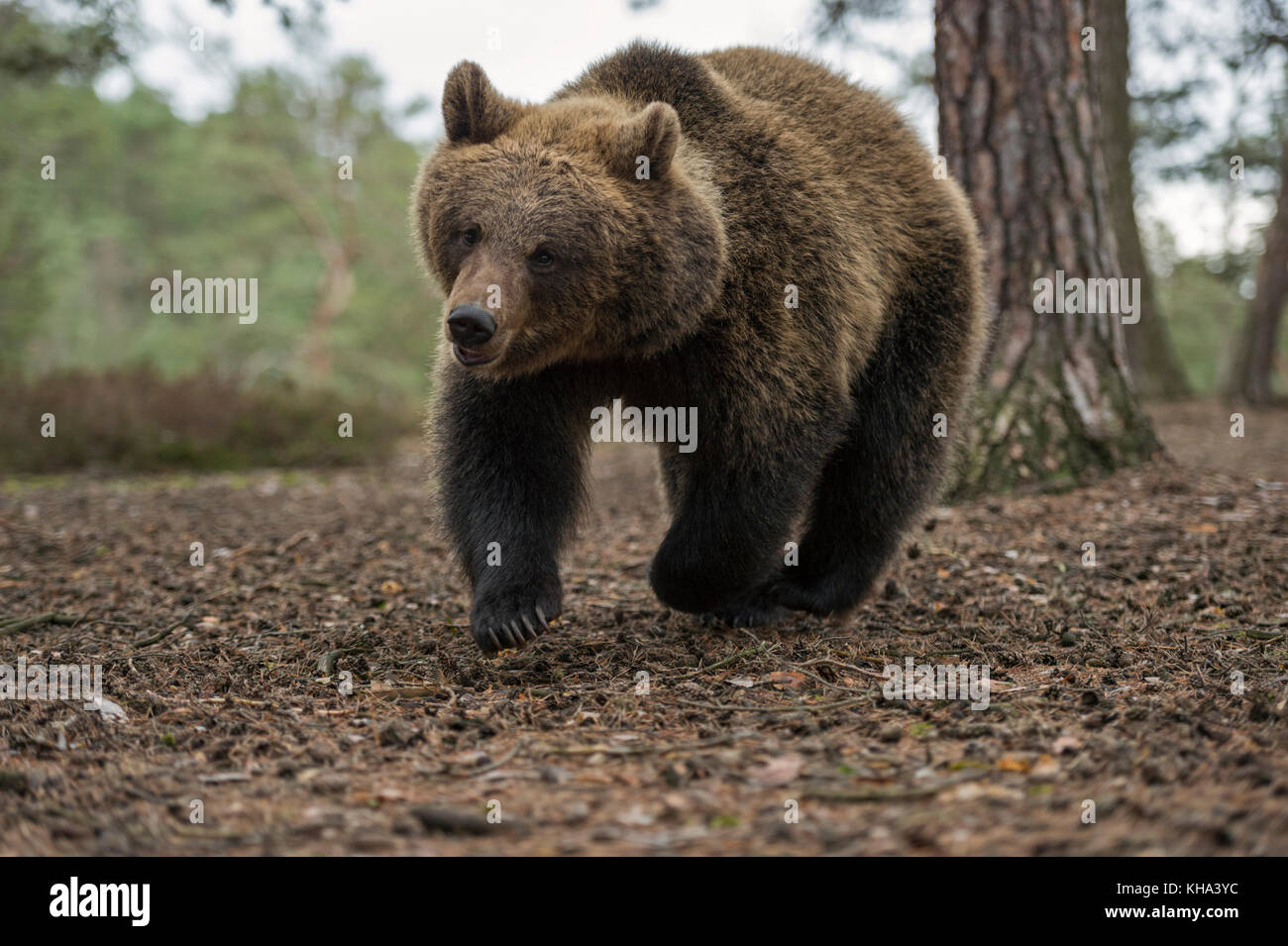 Brown Bear / Braunbär ( Ursus arctos ), adolescent cub, running fast through a forest, in a hurry,looks cute and funny, Europe. Stock Photo
