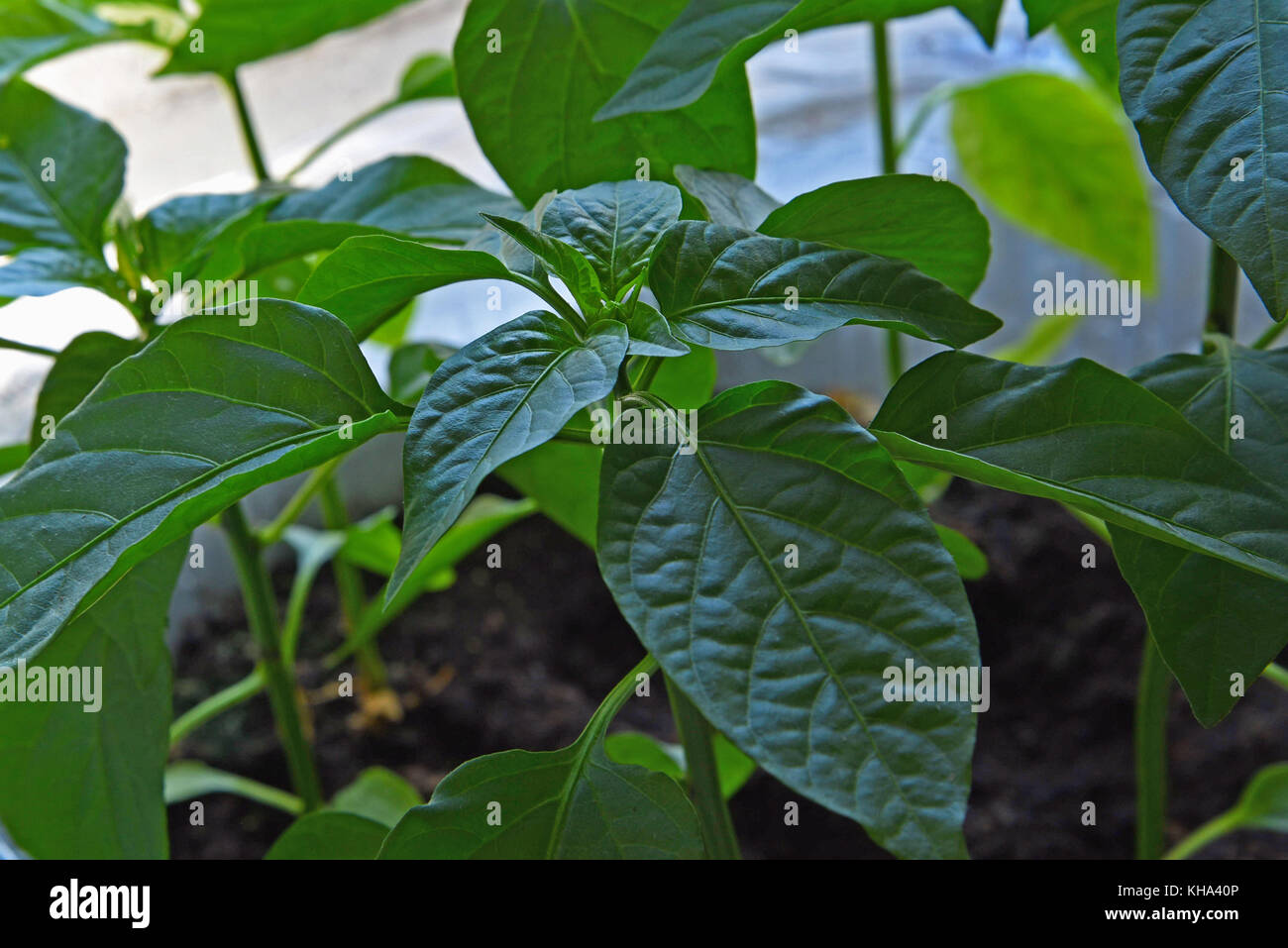 Young pepper growing on bush hi-res stock photography and images - Alamy