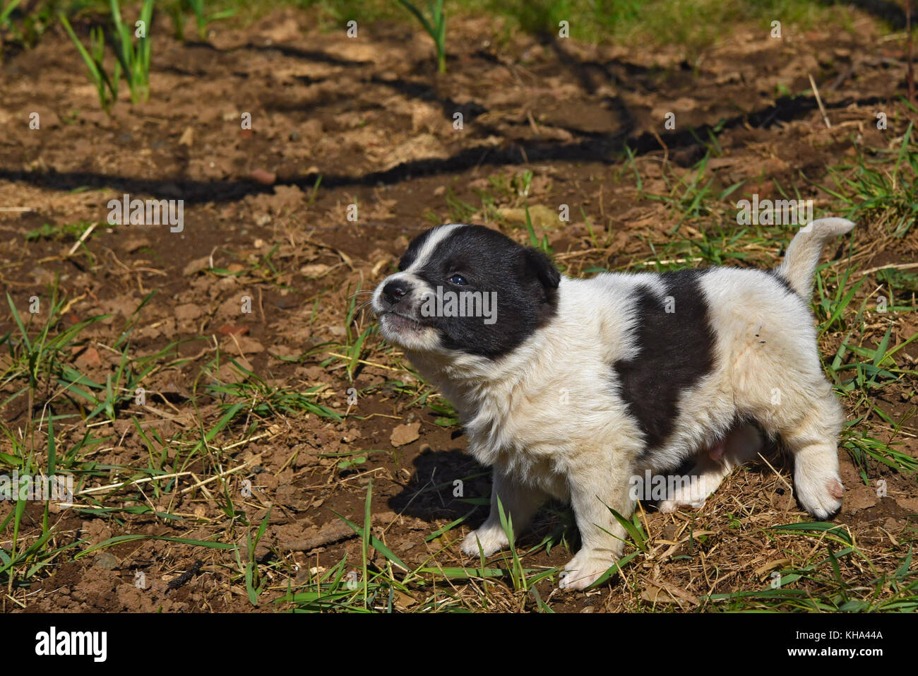 dogs that are white with black spots