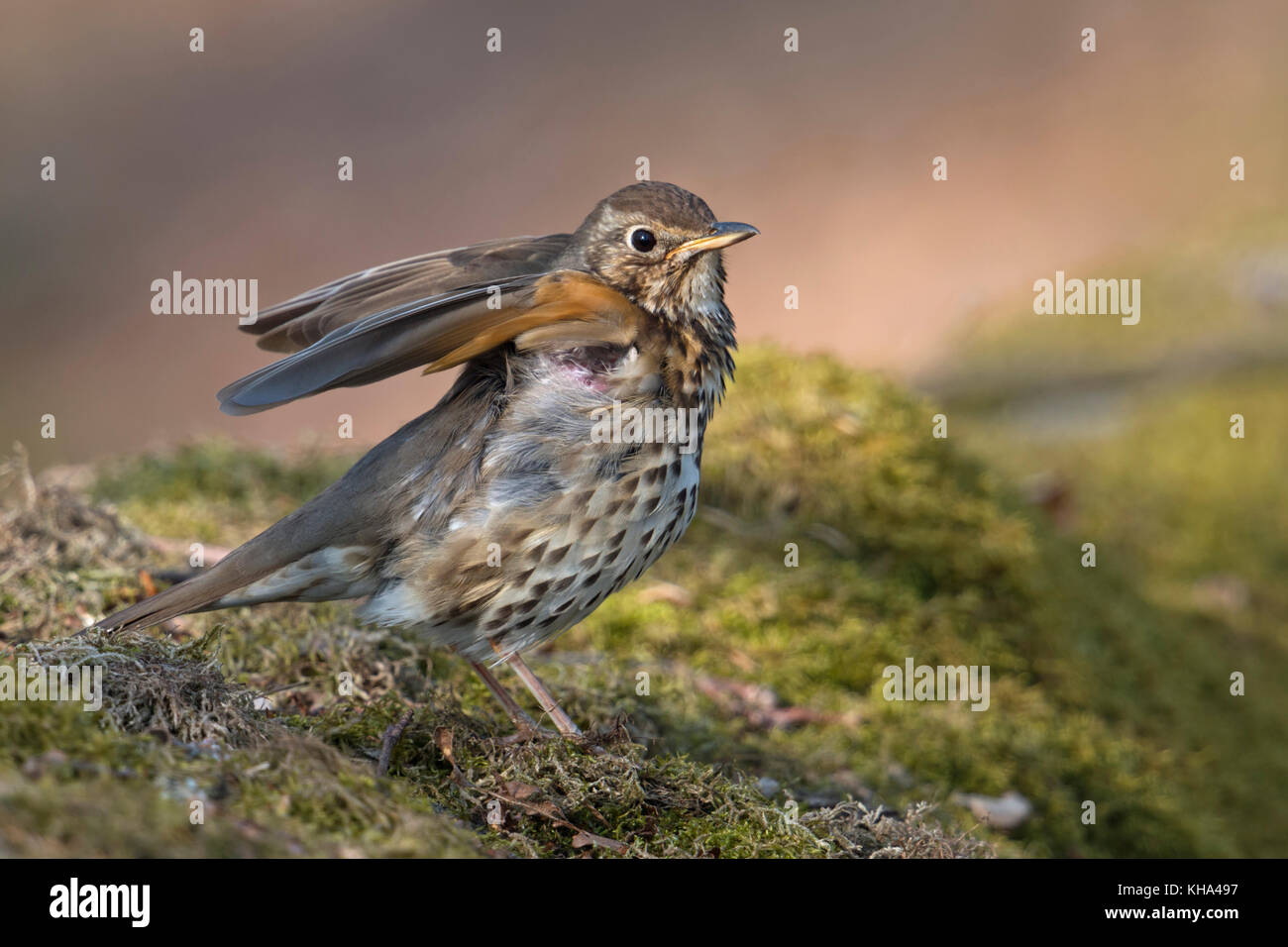 Song Thrush / Singdrossel ( Turdus philomelos ) adult in breeding dress, perched on a liitle moss covered mound, stretching, raising its wings, looks  Stock Photo