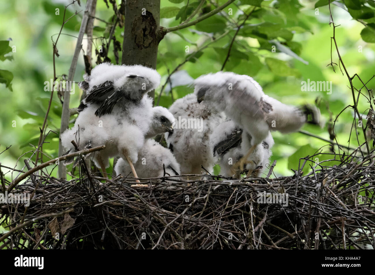 Sparrowhawk / Sperber ( Accipiter nisus ), moulting grown up chicks in nest, training their skills and strength, fluttering wings, wildlife, Europe. Stock Photo
