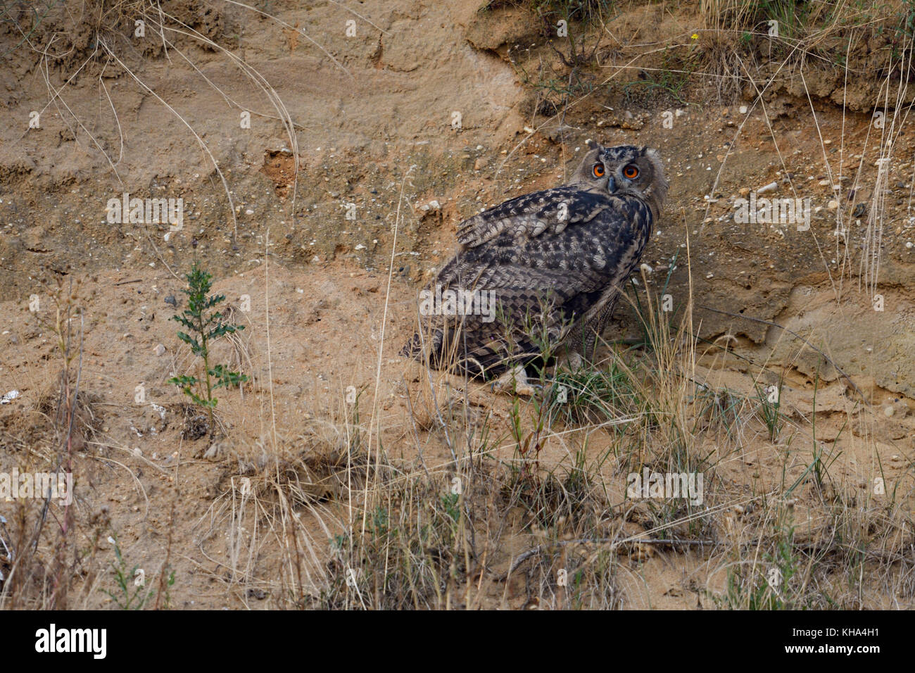 Eurasian Eagle Owl / Europaeischer Uhu ( Bubo bubo ), young bird, perched in the slope of a gravel pit, watching back, wildlife, Europe. Stock Photo