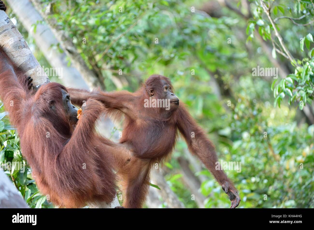 Great Ape on the tree. Central Bornean orangutan ( Pongo pygmaeus wurmbii ) in natural habitat. Wild nature in Tropical Rainforest of Borneo. Stock Photo