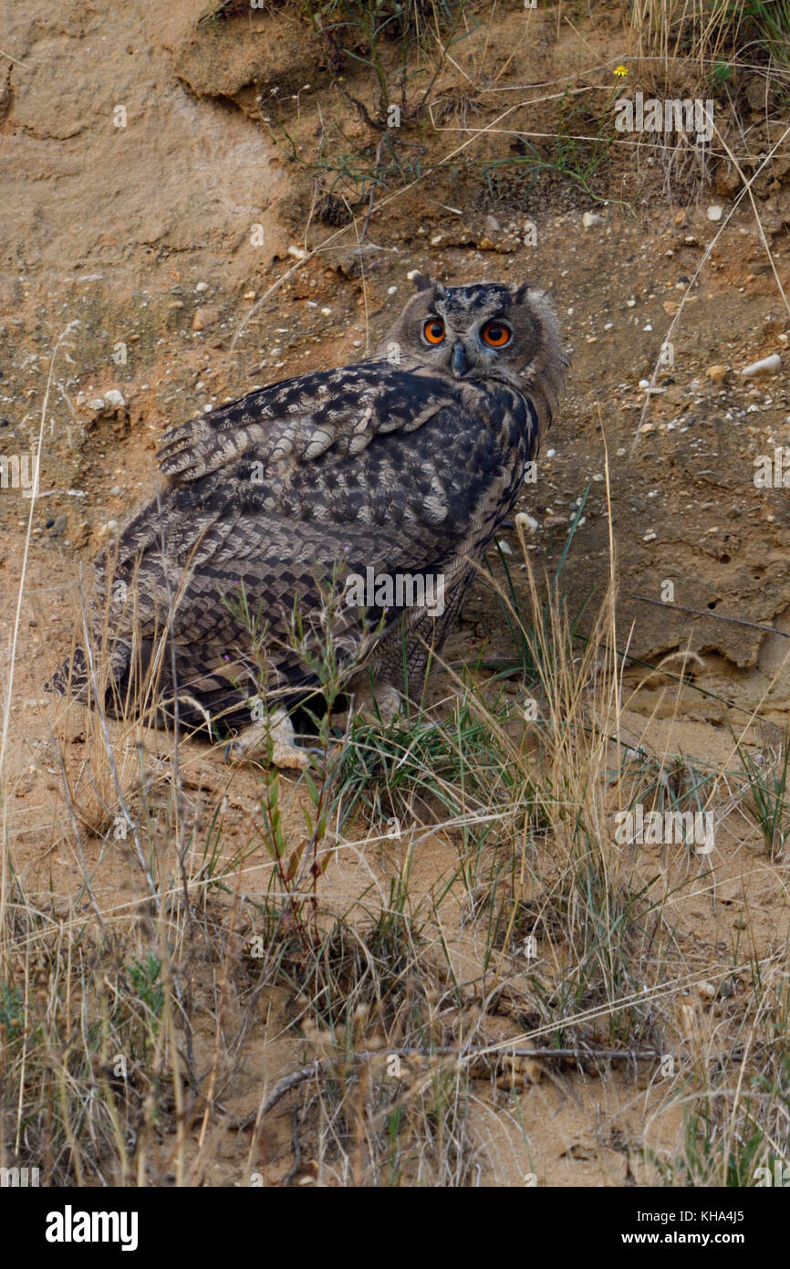 Eurasian Eagle Owl / Europaeischer Uhu ( Bubo bubo ), young bird, perched in the slope of a gravel pit, watching back, wildlife, Europe. Stock Photo