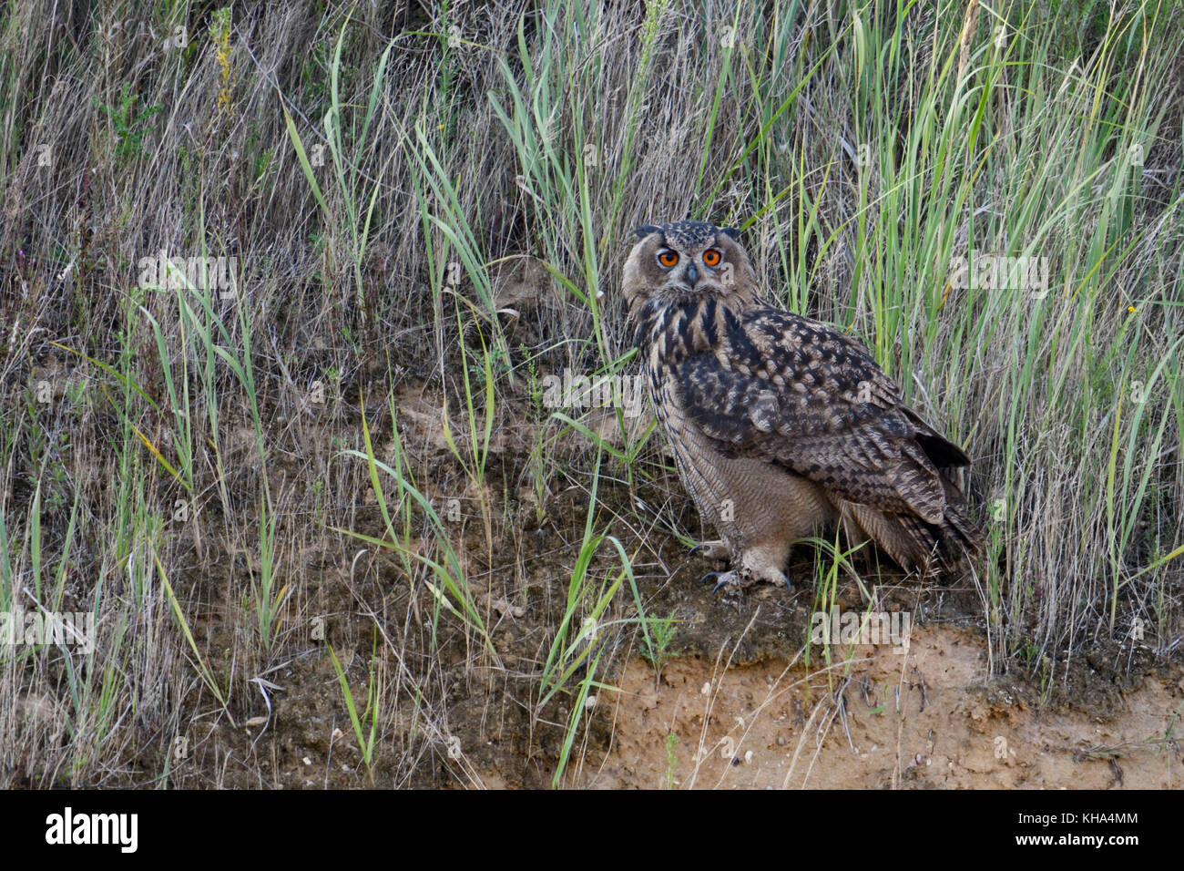 Eurasian Eagle Owl / Europaeischer Uhu ( Bubo bubo ), young bird, perched between grass in the slope of a gravel pit, watchinf directly, nice side vie Stock Photo