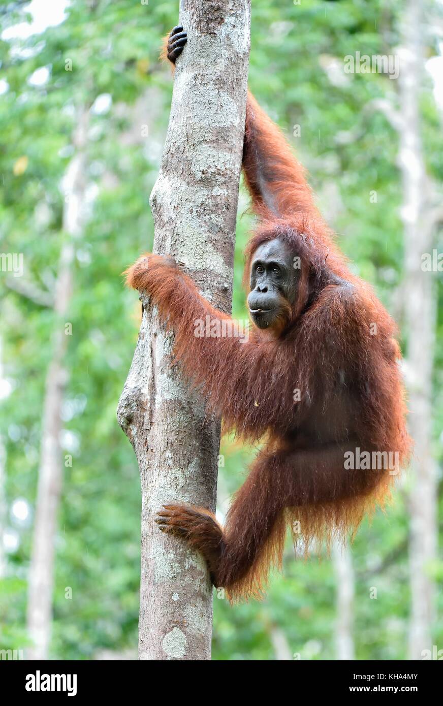 Great Ape on the tree. Central Bornean orangutan ( Pongo pygmaeus wurmbii ) in natural habitat. Wild nature in Tropical Rainforest of Borneo. Stock Photo