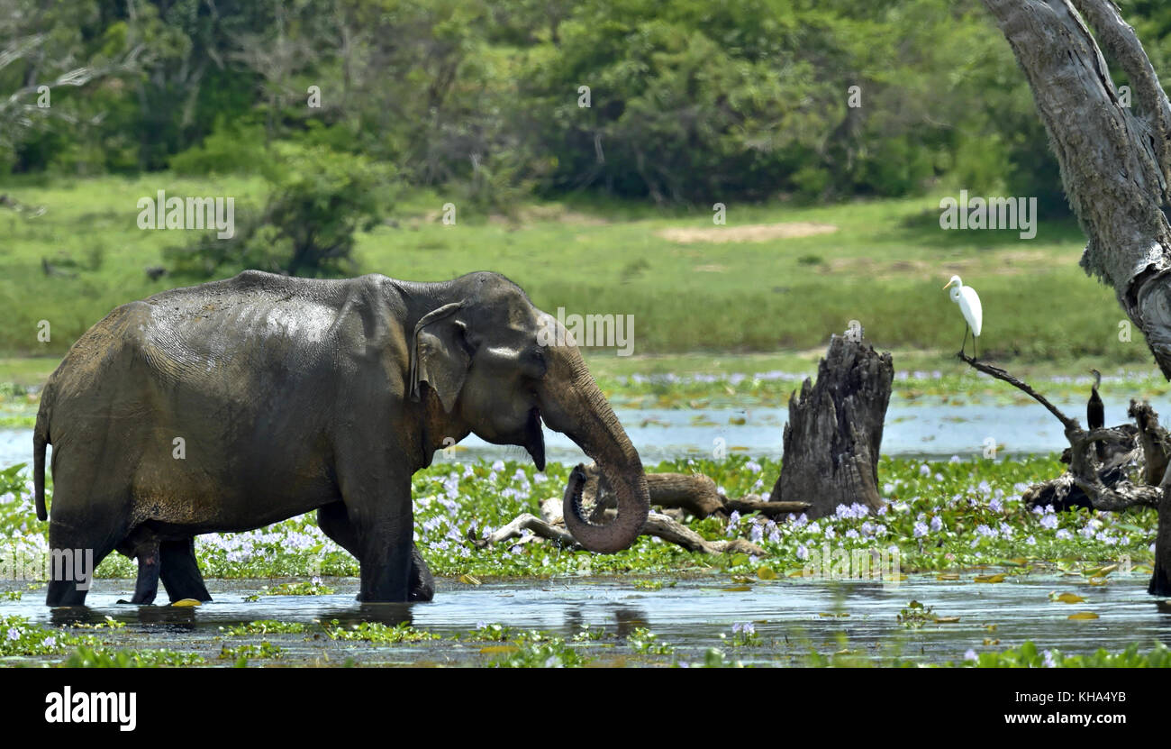 Feeding elephant.The Sri Lankan elephant (Elephas maximus maximus) on the swamp Stock Photo