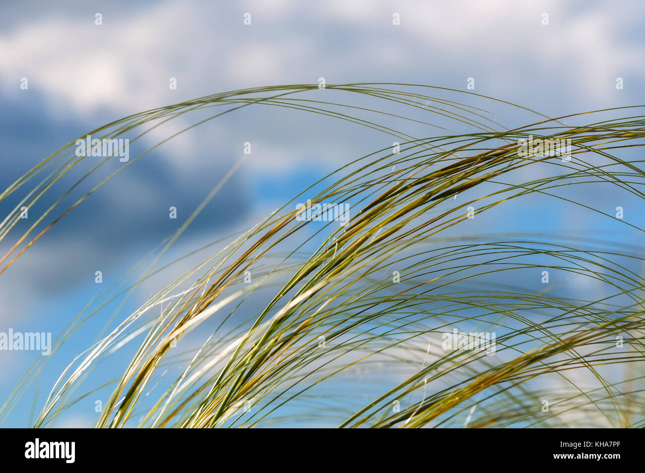 Abstract natural decorative background of feather grass on a background of blue sky and clouds Stock Photo