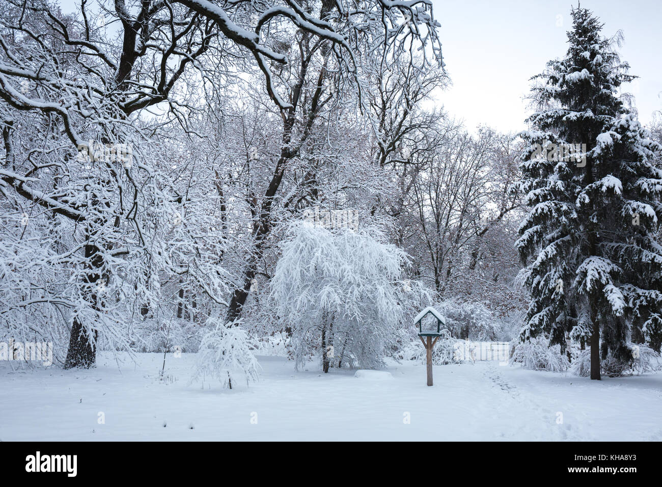 Beautiful winter snowy landscape in the park Stock Photo - Alamy