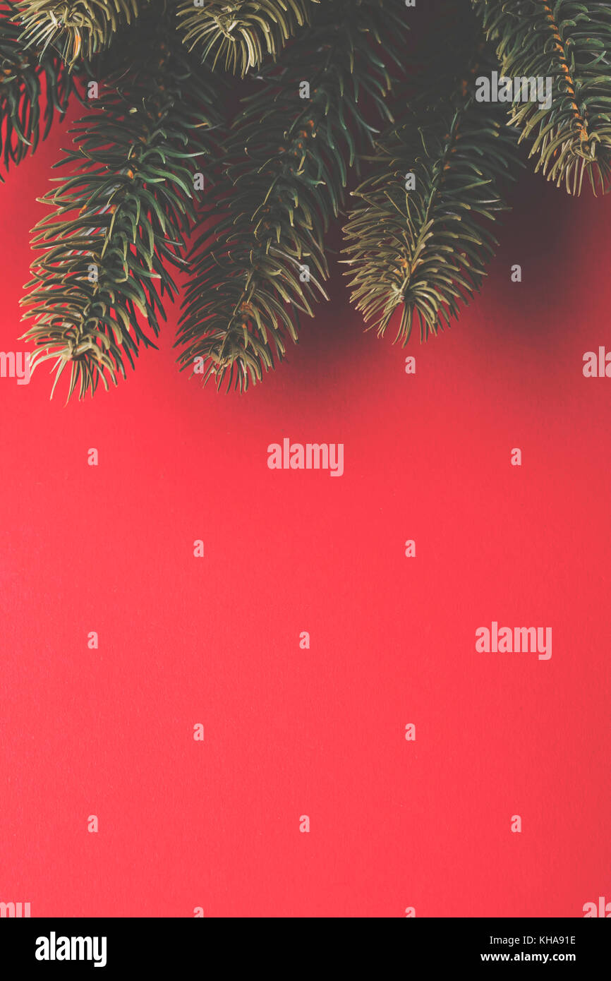 Christmas fir tree branches on a red background Stock Photo - Alamy
