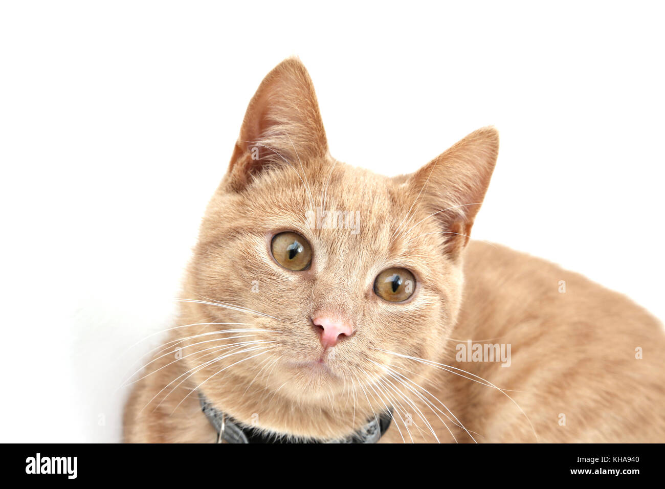 Tom the cat hires stock photography and images Alamy