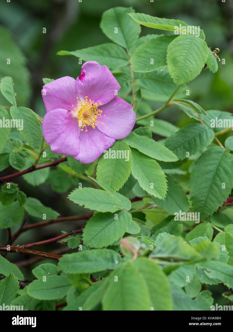 Wild rose, Riding Mountain National Park, Manitoba, Canada Stock Photo ...