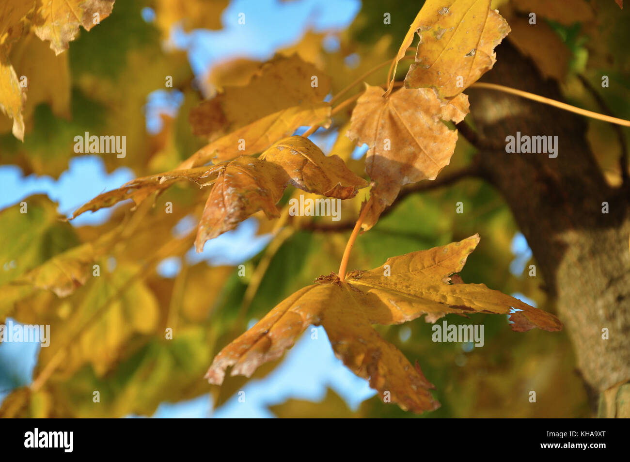 Autumn leaves with blue sky background Stock Photo - Alamy
