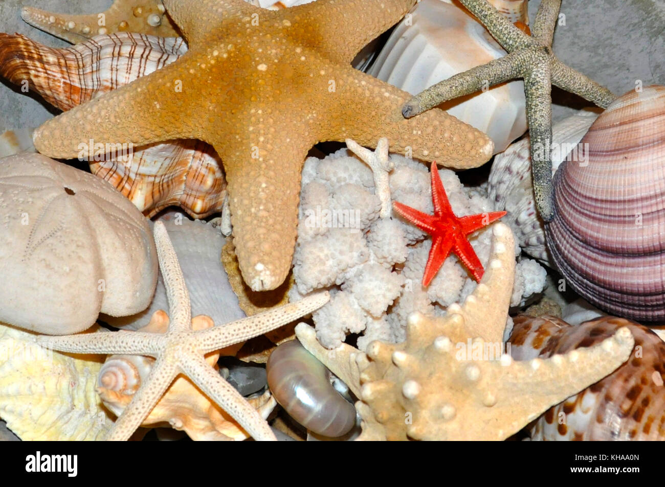 sea stars and sea shells Stock Photo