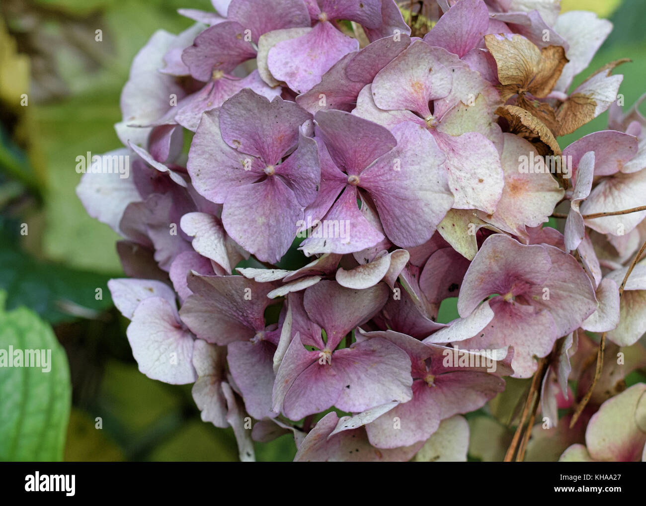 Hydrangea flower head with faded blue and mauve petals Stock Photo