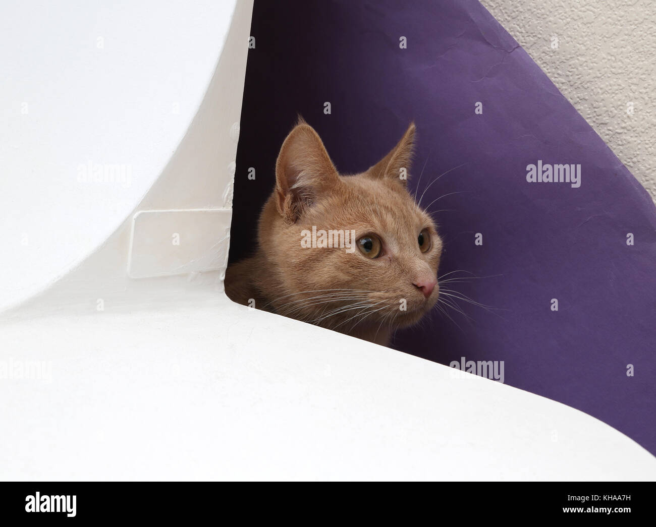 Male Ginger Kitten Hiding Surrey England Stock Photo Alamy