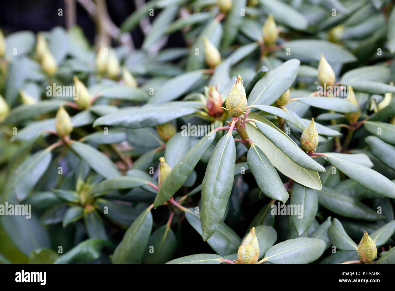 Close-up on an unhatched hybrid rhododendron Stock Photo - Alamy