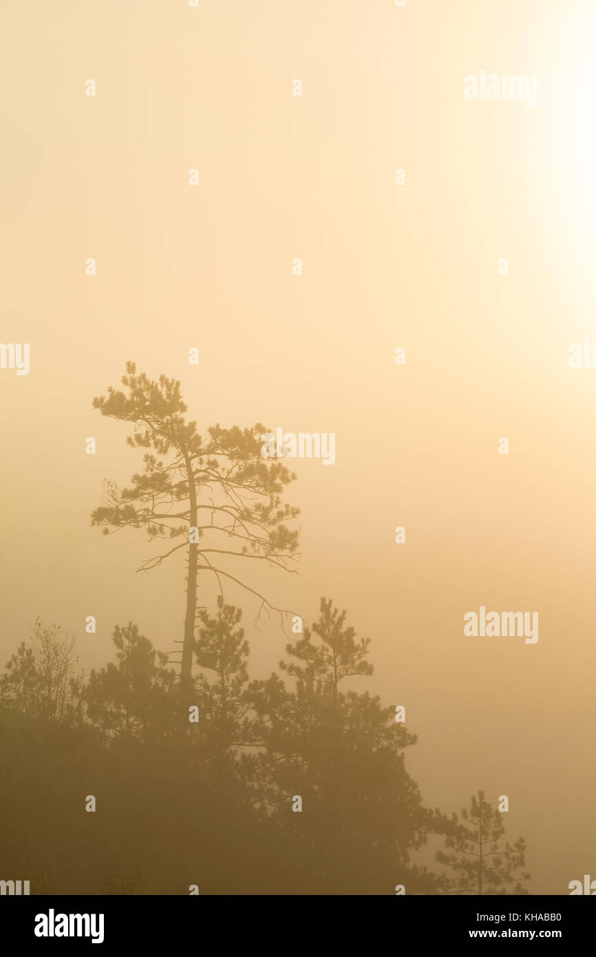 Red pine silhouette in morning fog, Sudbury, Ontario, Canada. Stock Photo