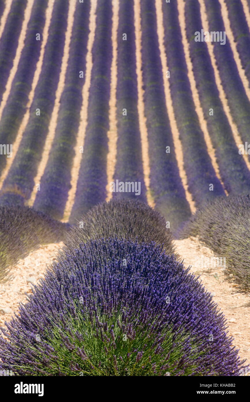 Lavender Field, Plateau de Valensole, Valensole, Provence-Alpes-Côte d' Azur, France Stock Photo