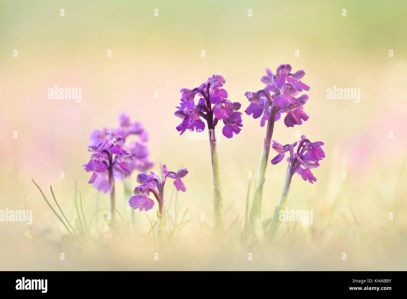 Green-winged orchid (Anacamptis morio), Thuringia, Germany Stock Photo