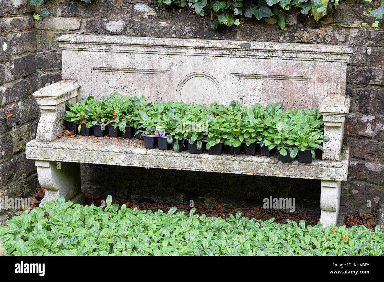 Old brick wall plants growing hires stock photography and images Alamy